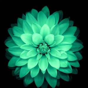 Meet your Posher, Cynthia